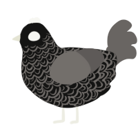 Monocle, a black and grey chicken with a double-lace pattern