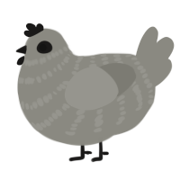 Sly, a ash chicken with a bar pattern