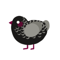 (unnamed), a sable and ash chicken with a half-lace pattern