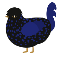 Othello, a black and navy chicken with a speckle pattern