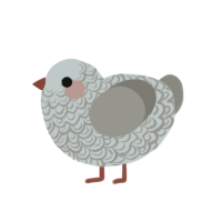 Mourning Dove, a silver and ash chicken with a double-lace pattern