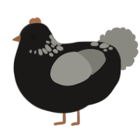 くろ, a sable and ash chicken with a neck-speckle pattern