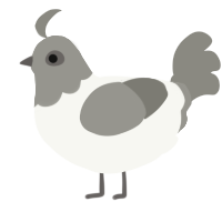 Pigeon, a white and ash chicken with a head pattern