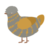 tabby, a ash and gold chicken with a bar pattern