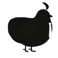 不思議, a black chicken