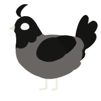 haunt, a grey and black chicken with a head pattern