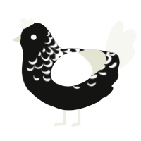 Midnight, a black and white chicken with a half-lace pattern