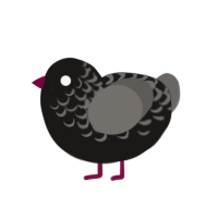 Midnight, a sable and grey chicken with a half-lace pattern