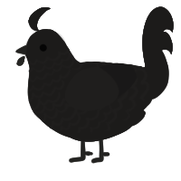 Wannabe KOPI, a grey chicken with a lace pattern