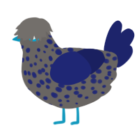 Midnite, a grey and navy chicken with a speckle pattern