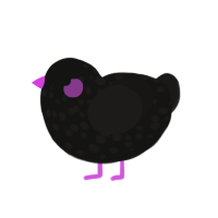 Flicker, a black and sable chicken