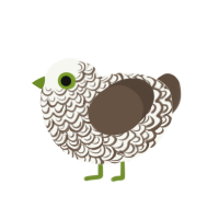 Coconut, a white and bark chicken with a double-lace pattern