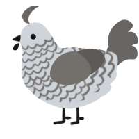 A mist and grey chicken with a lace pattern