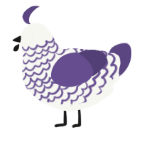 Casta, a white and overcast chicken with a lace pattern