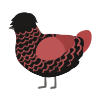 A sable and red chicken with a lace pattern