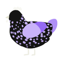 DARK GRAPE, a black and lilac chicken with a speckle pattern