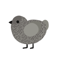 Cobblestone, a grey and ash chicken with a double-lace pattern