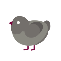 Haunted Pigeon, a ash and grey chicken with a head pattern