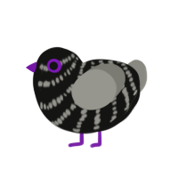 (unnamed), a black and ash chicken with a bar pattern