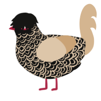 Fernweh, a black and beige chicken with a double-lace pattern