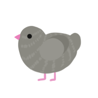 is this a pigeon, a ash chicken with a bar pattern