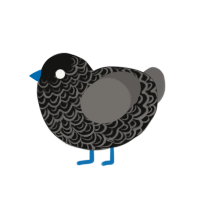 The Deceiver, a black and grey chicken with a double-lace pattern