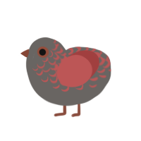 Chython, a grey and red chicken with a half-lace pattern