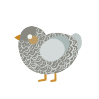 Nimbus, a ash and silver chicken with a double-lace pattern