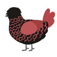 A sable and red chicken with a lace pattern