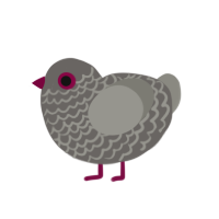 Pidge, a grey and ash chicken with a lace pattern