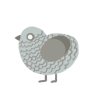 Stone, a silver and ash chicken with a lace pattern