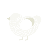 Cotton, a white chicken with a lace pattern