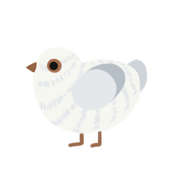 (unnamed), a white and mist chicken with a bar pattern