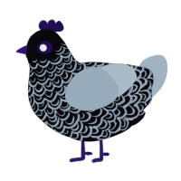 Ashen, a white and bark chicken with a double-lace pattern