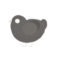 Partial Pure, a grey chicken with a half-lace pattern