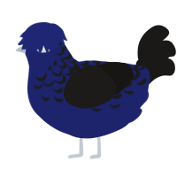 Spy, a navy and sable chicken with a half-lace pattern