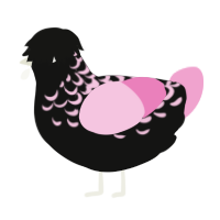 Velvet, a black and pink chicken with a half-lace pattern