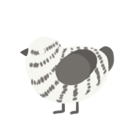 (unnamed), a white and grey chicken with a bar pattern