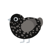 (unnamed), a black and grey chicken with a speckle pattern