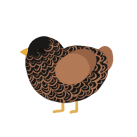 (unnamed), a sable and brown chicken with a double-lace pattern