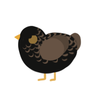 Blackbird, a black and bark chicken with a half-lace pattern