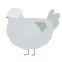 A mist and silver chicken with a half-lace pattern