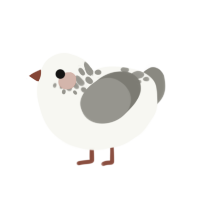 (unnamed), a white and ash chicken with a neck-speckle pattern