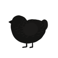 Salem, a black and sable chicken with a half-lace pattern