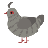 A ash and grey chicken with a bar pattern