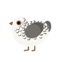 Seagull, a white and grey chicken with a half-lace pattern