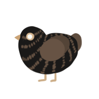 Cowbird, a sable and bark chicken with a bar pattern