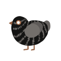 (unnamed), a black and grey chicken with a bar pattern