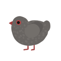 Loved, a grey chicken with a speckle pattern