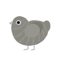 (unnamed), a ash chicken with a bar pattern